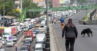 ‘Todos contra la 4T’: Prevén bloqueos en 5 carreteras para acceder a CDMX HOY viernes 5 de diciembre