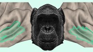 El cerebro humano reconoce las voces de los chimpancés: un eco de millones de años de evolución