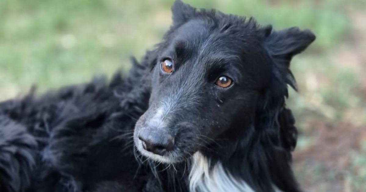 Una familia mendocina busca a Chicho, un perrito perdido tras un tremendo accidente