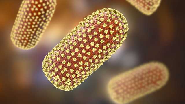 Hiker tests positive for rabies in New Mexico after coyote bite