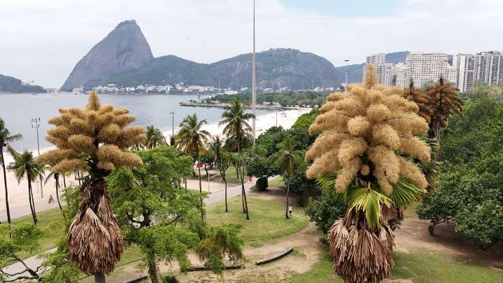 Decades-old palm trees in Rio de Janeiro flower for the first — and only — time