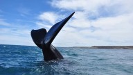Península Valdés: cómo es la experiencia de avistaje de ballenas en Chubut y cuánto cuesta