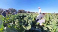 Irvine farm harvests fresh produce to donate to food banks