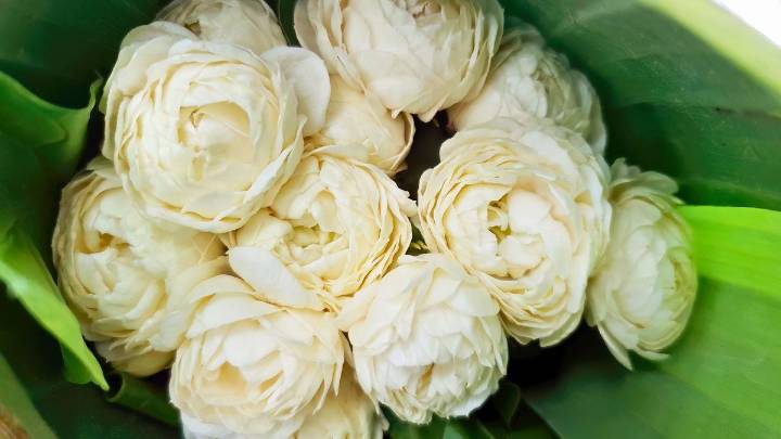 El tipo de jazmín que abre sus flores de noche y cierran por la mañana: perfuman por hasta 20 horas