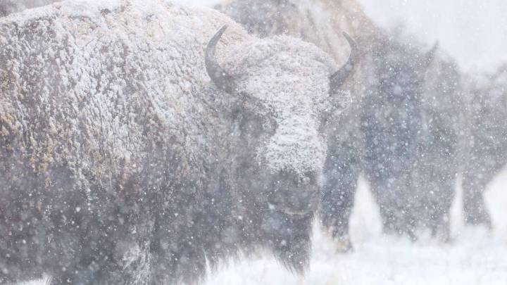 Buried In Snow, Yellowstone's Bison Have No Problems Weathering Winter