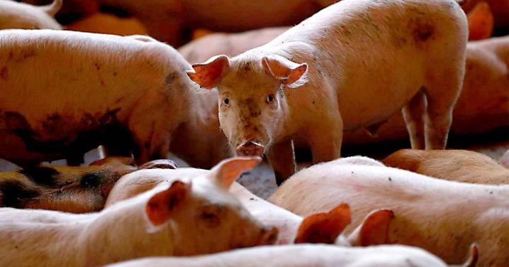 Las claves de la peste porcina africana en España y cómo afecta a Andalucía