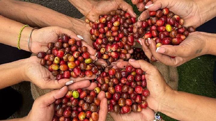 Zafra de café venezolano creció 55 % en 2025 respecto al año anterior