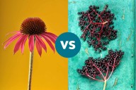 Echinacea vs. Elderberry: Which Is Better for Cold Prevention?
