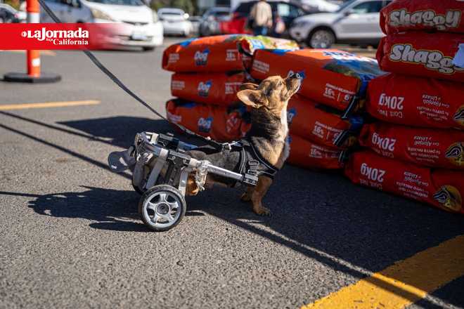 Croquetón 2025 busca reunir cinco toneladas de alimento para animales rescatados