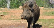 El brote de peste porcina surgió en la zona donde Colau probó vacunas anticonceptivas para jabalíes