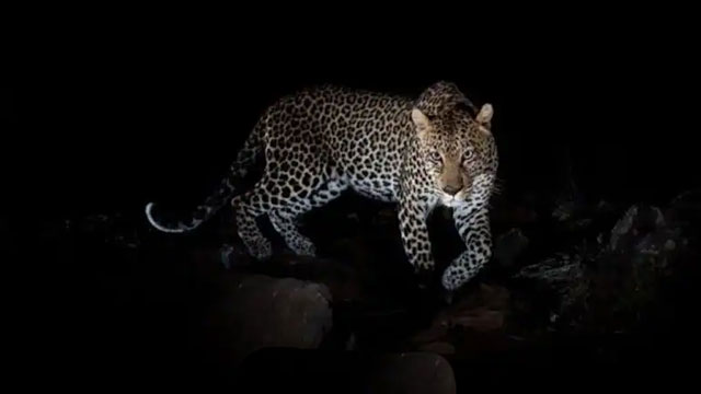 Leopard moving inside Pune Airport for months captured safely