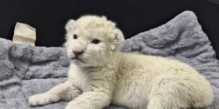 Nacen leones blanco en Maracay
