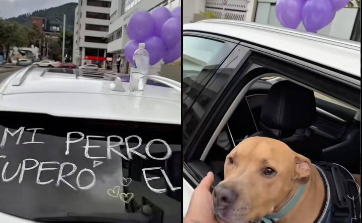 VIDEO: perrito vence el cáncer y su dueño recorre la ciudad en caravana para festejarlo