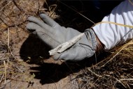 Van 31 huesos humanos hallados en Topilejo, CdMx