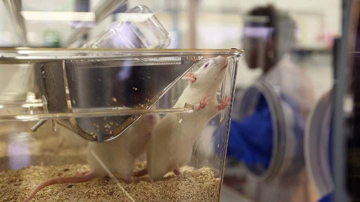 La combinación de tres suplementos logra mejorar y revertir conductas autistas en ratones