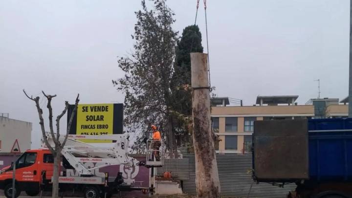 El Ayuntamiento de Alagón tala el emblemático árbol centenario alegando "motivos de seguridad"