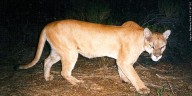 5 confirmed mountain lion sightings this year in Missouri