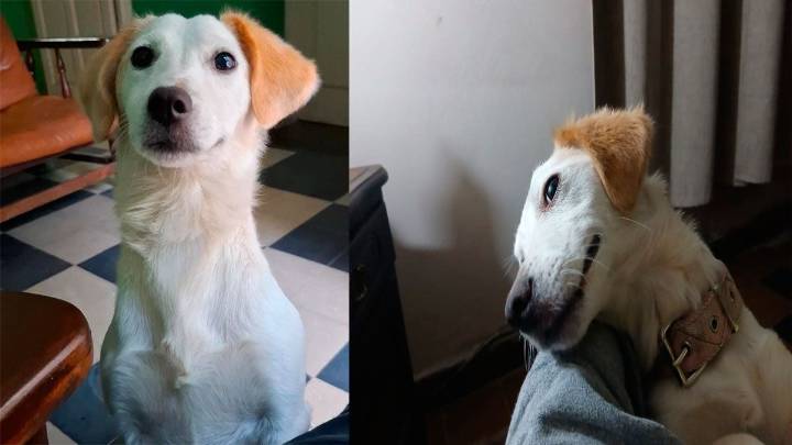 Se busca a Blanca, perrita perdida en el barrio Centro de La Banda