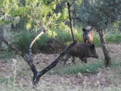 Descartan la peste porcina en los jabalíes muertos en Collserola