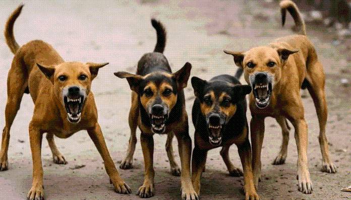 GBA says offices, institutions will be responsible in case of dog bite cases