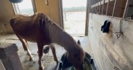 The impact of feeding wild horses: Topnotch's story shows how human interaction led to relocation
