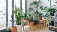 Las tres plantas que eliminan malas vibras y equilibran tu casa en minutos