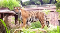 Mumbai News: Byculla Zoo Faces Negligence Allegations After 2 Tiger Deaths; BJP Leader Seeks Post