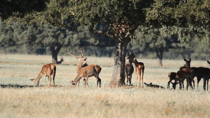 Cabañeros aprueba convenio con una finca pese a críticas de 'caza encubierta'