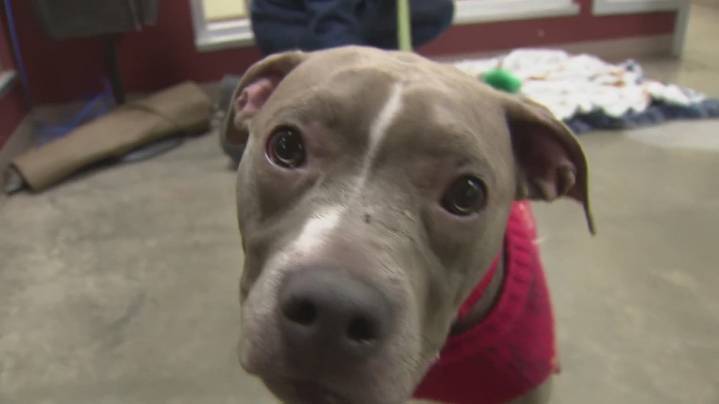 Dog found tied up, zipped into suitcase inside western Washington dumpster