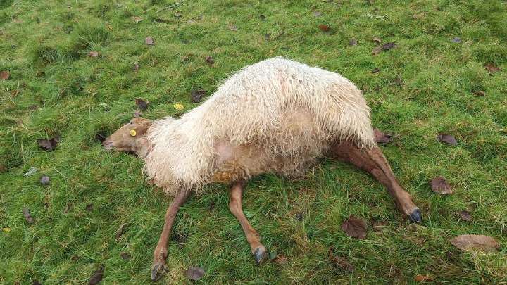 El lobo ya ataca en la costa: tres ovejas muertas y otras tantas heridas en Caravia