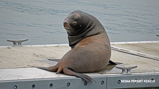 West Seattle Blog… | FOLLOWUP: About the sea-lion sightings at Don Armeni Boat Ramp