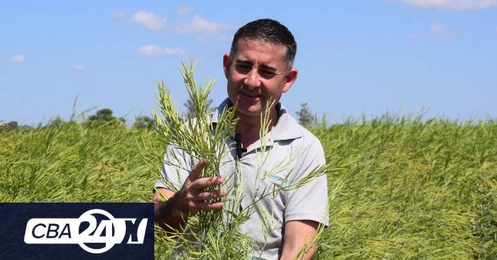 Carinata, el cultivo “que vuela”: el grano destinado a la industria aeronáutica en Córdoba
