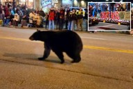 Wandering black bear crashes Christmas parade in Tennessee, stunning spectators: video