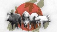 Asturias, entre los territorios con mayor riesgo de que se propague el virus de la peste porcina