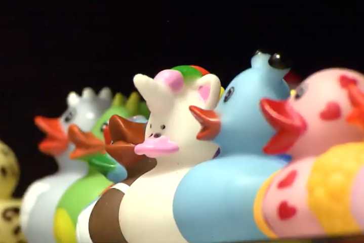 Rubber duck museum waddles across Washington