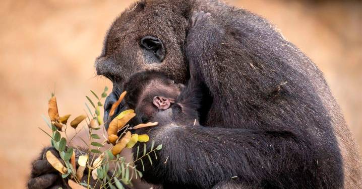 Arranca la votación para elegir el nombre del único gorila nacido en España en 2025, un macho del Bioparc de Fuengirola