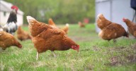 Bristol, Tenn. council approves limiting residents to single rooster