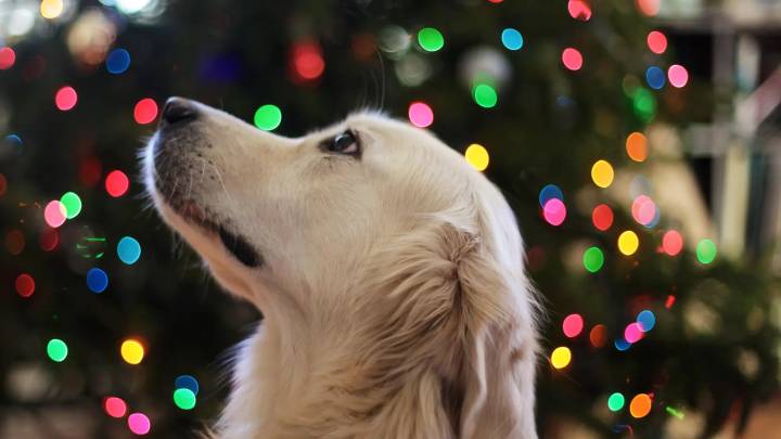 Plantas navideñas que pueden ser peligrosas para tu perro: cómo decorar con seguridad estas fiestas