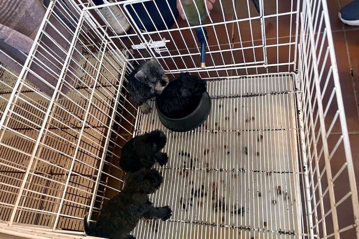 Crueldad aninal. Tenía un criadero ilegal de perros en su departamento y lo absolvieron, pero ahora deberán volver a juzgarlo