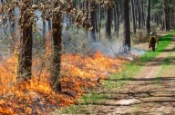 Texas A&M Forest Service to build $2.5M ...
