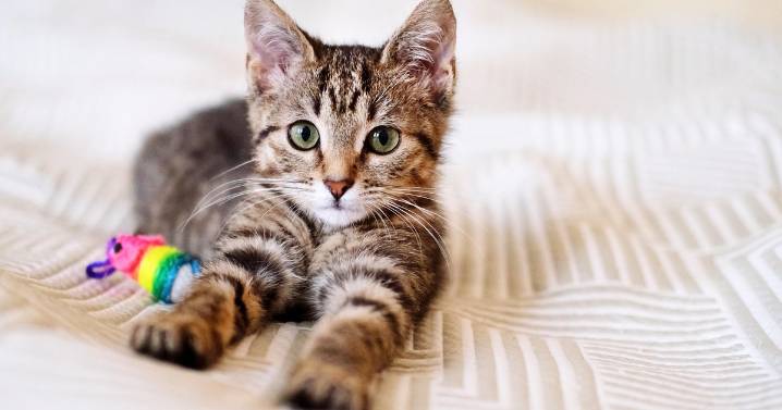 California ban on cat declawing to take effect in 2026
