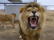 Wild Animal Sanctuary settles dispute with neighboring developer