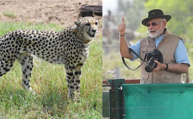 Visit India to see Cheetah in all its splendour: PM Modi on Inter...