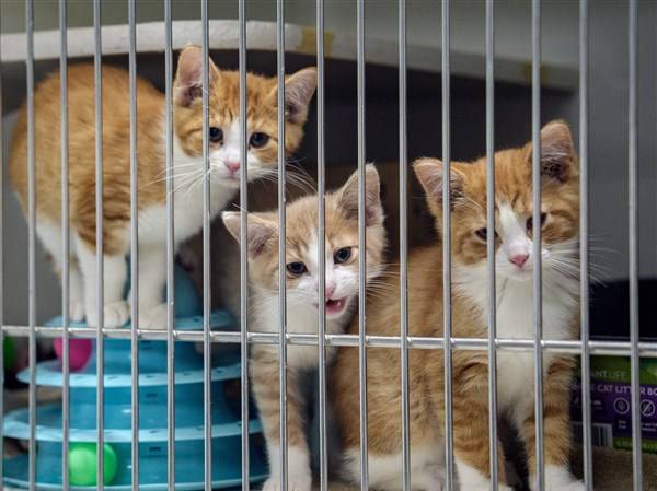 Paws and Whiskers gets larger facility for cat shelter