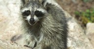 Guilford County confirms rabies case in Greensboro NC