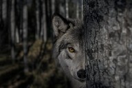 How Hollywood horror’s ‘killer wolf’ trope is sabotaging rewilding efforts