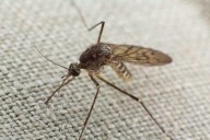 Study reveals mosquito-borne diseases perceived as rapidly escalating threats to humanity