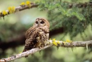 The last northern spotted owl in B.C. is likely gone. Is it too late to bring them back?
