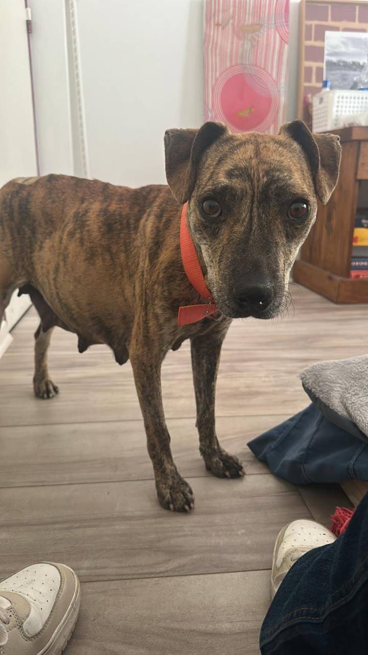 “A ella no podía cerrarle la puerta”. La abandonaron preñada en un basural y una ecografía de urgencia reveló lo impensado