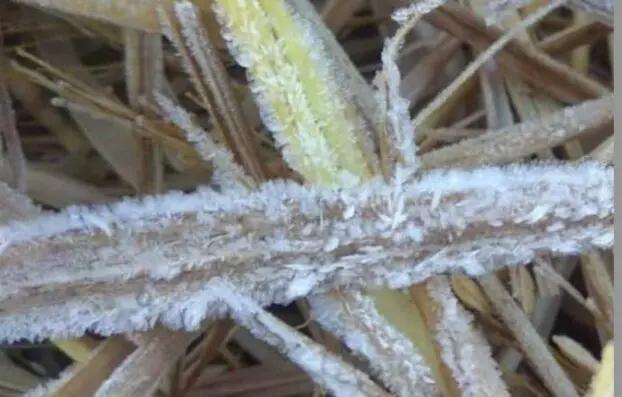 Cold Wave Warning Continues In Odisha; Khurda & 8 Other Dists To Feel The Chill Today